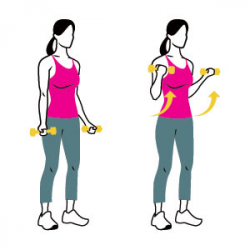 Biceps, triceps and shoulders | WeightWise