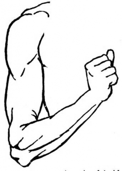 Bicep Black And White Clipart - Clip Art Library