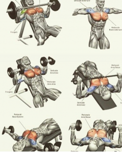 Biceps | sachin | Pinterest | Biceps, Workout and Chest workouts