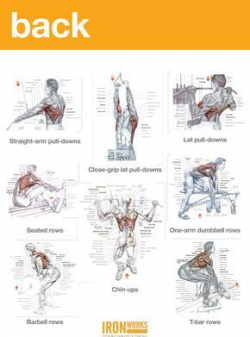 BACK, TRAPS AND BICEPS WORKOUT | health tips | Pinterest | Biceps ...