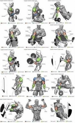Bicep exercises | fitness | Pinterest | Exercises, Workout and Gym