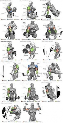 Braços (bíceps) | health | Pinterest | Biceps, Body build and Workout