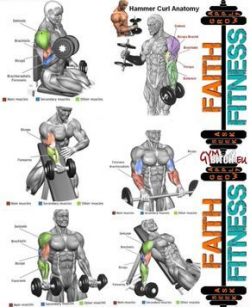 Perfect Biceps Exercises Anatomy Healthy Arms Fitness Workouts | Fit ...
