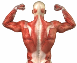 Interactive Anatomy Muscles Back Muscle Clipart Clipart Kid ...