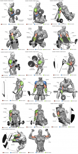 Biceps e Braquial | Muscle building | Pinterest | Biceps, Blood ...