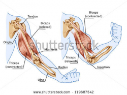 Mussel clipart left arm - Pencil and in color mussel clipart left arm