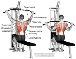 51 best Back Exercises images on Pinterest | Work outs, Gym and Weights