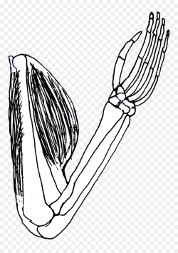 Biceps Triceps brachii muscle Human skeleton Clip art - Bicep ...