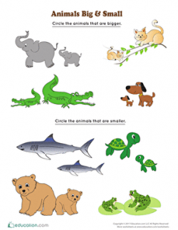 Animals Big and Small | Worksheet | Education.com