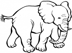 59 best Elephants images on Pinterest | Elephants, Kids net and ...