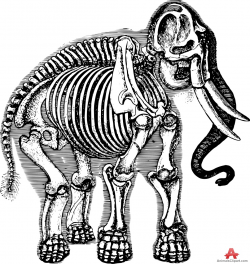 Skeleton Drawing of Big Elephant Animal | Free Clipart Design Download