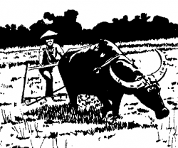 Backyard carabao raising for draft and milk