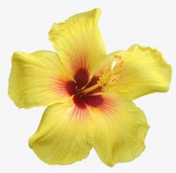 Big Yellow, Flowers, Yellow Flower, Petal PNG Image and Clipart for ...