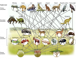 Food Web - The Savanna Biome