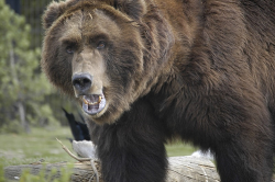 clip art and picture: Grizzly bear attack