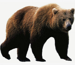 Large Animal Grizzlies, Bear Bear, Png Picture, Big Brown Bear PNG ...