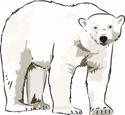 Art polar bear clipart clipart kid - Clipartix