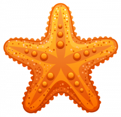 Transparent Starfish PNG Clipart Image | קיץ summer | Pinterest ...