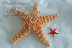Stock Photo of a Big Orange Starfish and Little Red Starfish on a ...