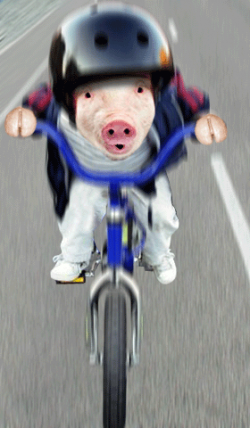Pig on a Bike ☆ Funny Pig Picture; check out this pig riding on the ...