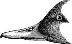 Pin-tail Duck Head | ClipArt ETC