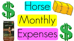 My Horse's Monthly Expenses - YouTube