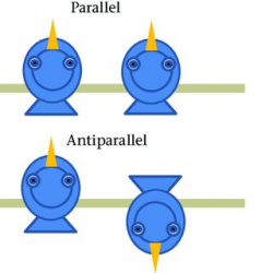 Social birds copy each other's lateral... (PDF Download Available)