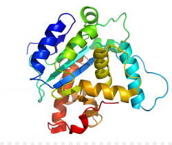 Protein structure Amino acid Biology - Proteins Cliparts png ...