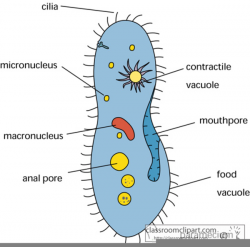 Free Cell Biology Clipart | Free Images at Clker.com - vector clip ...