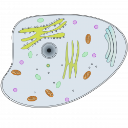 Clipart - Animal Cell