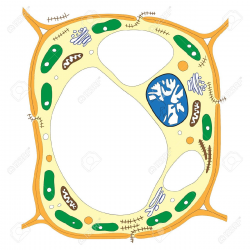 28+ Collection of Cell Clipart Biology | High quality, free cliparts ...