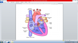 The Heart System Class Class 10th Biology The Circulatory System ...