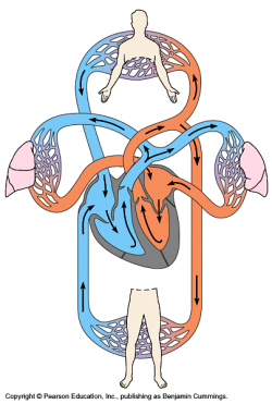 anatomy: schematic of circulatory system | Teaching | Pinterest ...