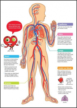 CHSH - Circulatory System Teaching Materials Resources | Science ...
