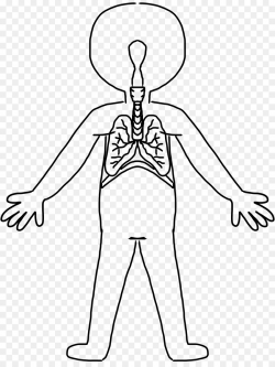 Human body Human skeleton Circulatory system Organ system Clip art ...