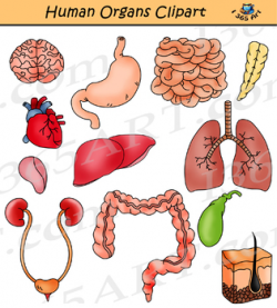 Human Organs Clipart - Human Biology Science Graphics by I 365 Art