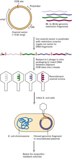 Figure 7-16. General procedure for cloning DNA fragments in cosmid ...