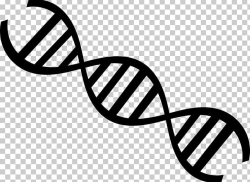 DNA Nucleic Acid Double Helix Genetics Molecular Biology PNG ...