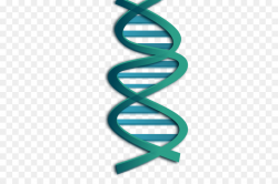 DNA Nucleic acid double helix Genetics Clip art - Microbiology ...
