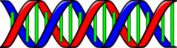 Clipart - Double Helix (DNA)