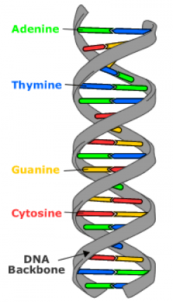 DNA: the molecular basis of mutations Double helix DNA structure ...