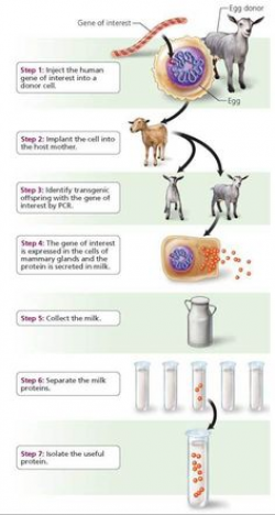 What is genetic engineering? | Molecular biology