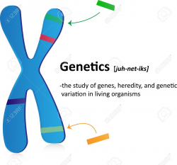 Genetics Definition Royalty Free Cliparts, Vectors, And Stock ...