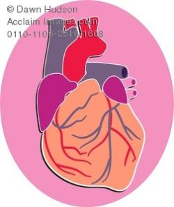 human biology clipart & stock photography | Acclaim Images