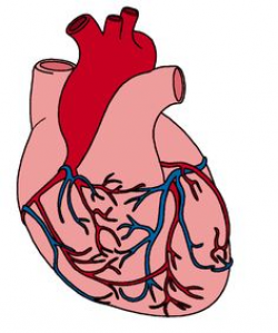 Human Heart ClipArt image | anatomy | Pinterest | Human heart