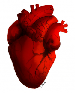 Physics merges with Biology to Keep the Heart Beating | Quantized