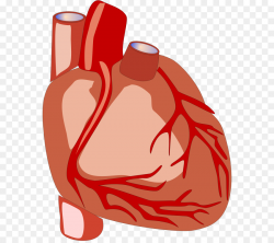 Heart Anatomy Human body Organ Clip art - Biology Book Cliparts png ...