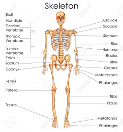 Human Skeletal System Clipart Medical Education Chart Of Biology For ...
