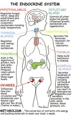 Human Organs Clipart - The Human Body Biology #clipart #digital ...