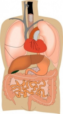 Internal Organs Medical Diagram clip art | HUMAN BODY CLIP ART ...